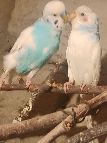 Mercedes-Benz: Herkese salam 4 bala verib uje yene yuva qizdirir 55 den 45 saldım — 1