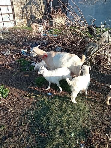 sudluk keciler: Məhsul: Evdə saxlanılan keçilər və balaları Təsvir: - Şəkillərdə süd — 4