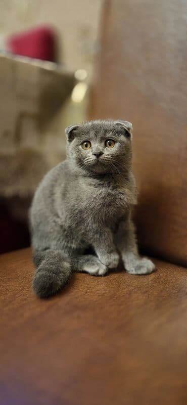 вислоухий сиамский кот: Шотладская вислоухая — 2