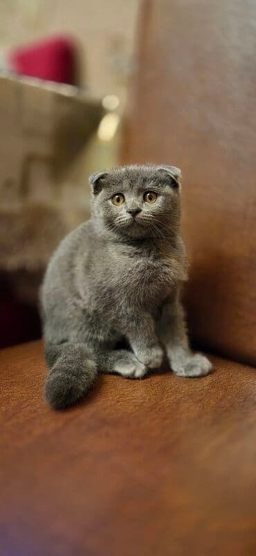 вислоухий сиамский кот: Шотладская вислоухая — 7