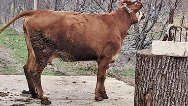 simental inekler satilir: Dişi, Simental, il: 3, 450 kq — 4