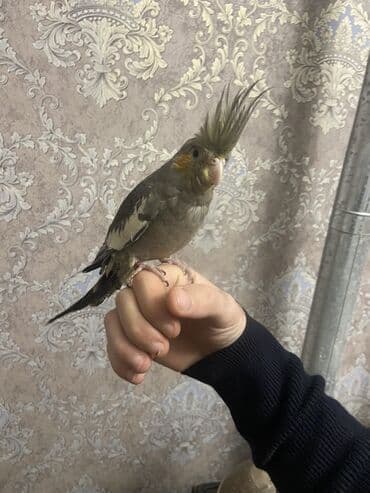 Mərmər effektli PVC panellər: Nimfa (Cockatiel) papağanı - Rəng: zeytun-boz, qanadlarda ağ — 6