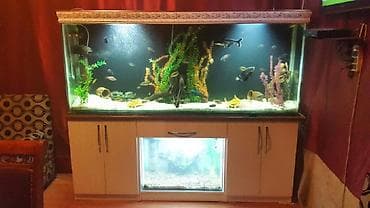cat: Akvarium-şkaf, 1000 l, Pulsuz çatdırılma — 3