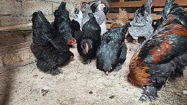 cins toyuqlar: Toyuq, Brama, Damazlıq, Ünvandan götürmə, Ödənişli çatdırılma — 7