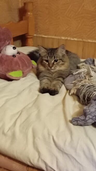 pişik balası satışı: Dişi, Yaxşı əllərə, Ünvandan götürmə — 2