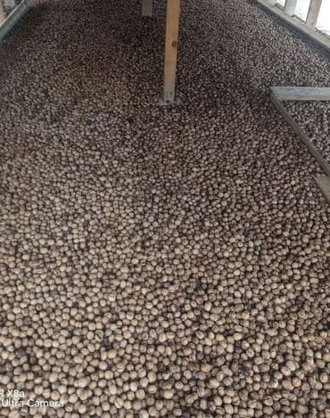 Şirniyyat məhsulları: Qarışığ yerli qoz var çox dadı qozdu isdiyən zəngdə edəbilər — 1