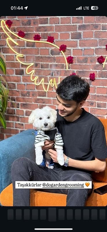 ev iti cinsleri: Malta bolonka, 2 il, Erkek, Sənədli, Pulsuz çatdırılma — 3