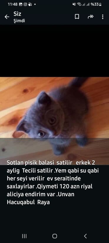 pişik yarım tip: Шотландская, Самец, Самовывоз — 1