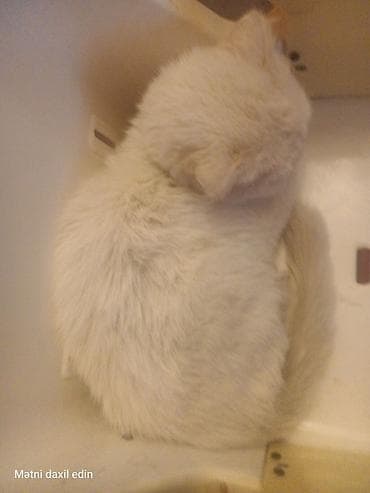 Heyvanlar üçün mallar: Şotland yastı qulaq, Yaxşı əllərə — 2