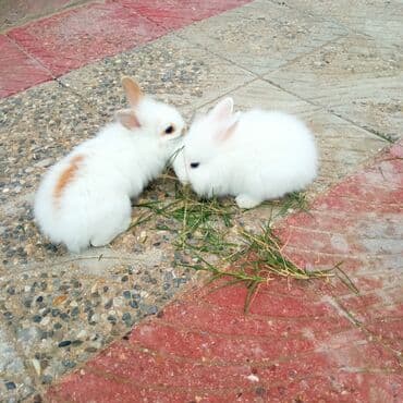 ereb dovşanı: Holland lop dovşanlar 3 böyük 2 bala. balanın biri 15azn böyüyün — 4