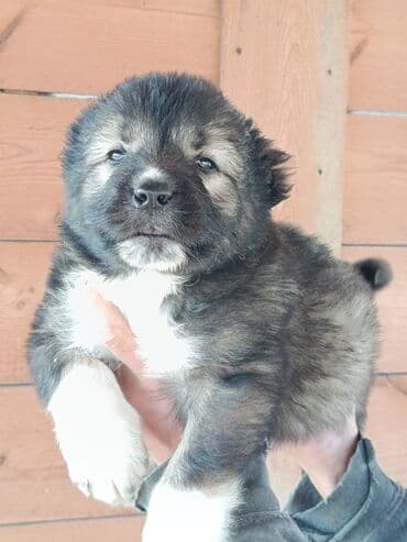 setteri it cinsi: Məhsul: köpək balaları Təsvir: - İri cins tipli, qalın və yumuşaq tük — 2