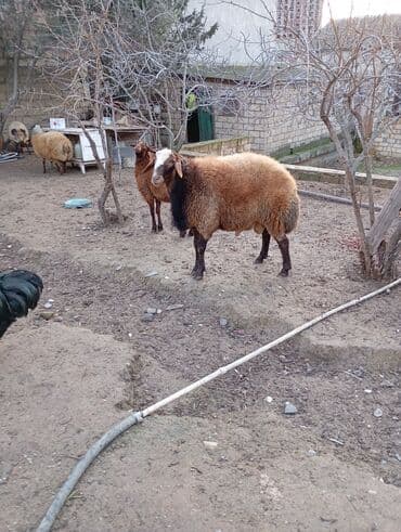 Qoyunlar, qoçlar: 1 yaş 1 ay qala erkey qiymete göre narahat etme diri ceki 88 kilo — 2