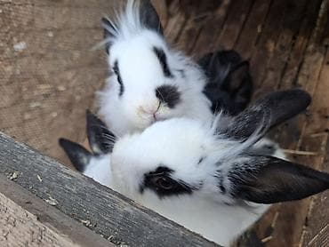 dovşan reks: Uzun tüklü, xallı dekorativ dovşan balaları - Növ: dekorativ/ev — 5