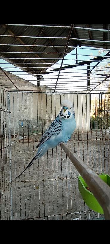 Satılır. 9 aylıq çex erkek. sağlam aktiv heyvandi. dişisi olmadığına