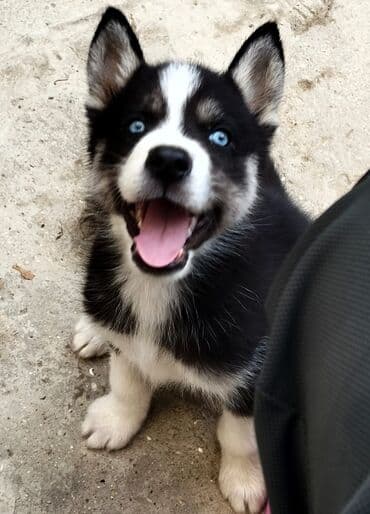 купить хаски щенка: Хаски, 3 месяца, Самец — 1