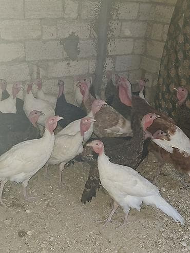 yumurta hinduşka: Dişi, Ətlik — 2