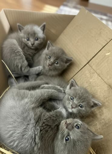 maykonq pişik: Şotland, Yaxşı əllərə — 1