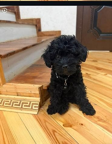 it xaski: 1 ay, Dişi — 4