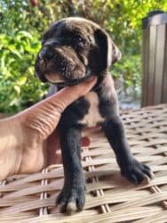 коне корса: 1 месяц, С прививками, Самовывоз, Бесплатная доставка, Платная доставка — 9