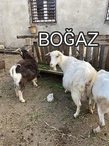 Salam. Allah hamının malına bərəkət versin. Hamısı Rus keçiləridi.5