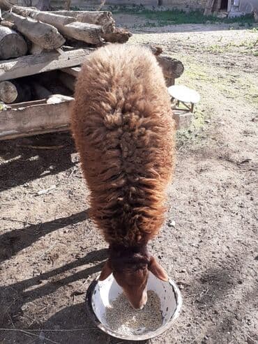 qoyun ucuz: Qoyun – qırmızı-qonur rəngli, uzun yun örtüklü, yerli cins. - Bədən — 4