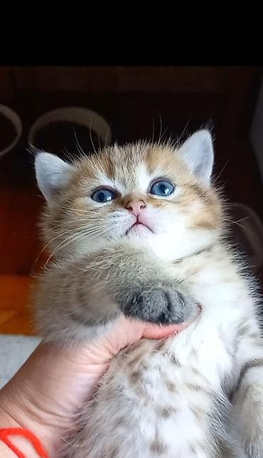 pişik adı: Britan, Erkək, Dişi, Yaxşı əllərə, Ünvandan götürmə — 1