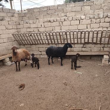qoyun qiyməti 2024: Qoyun sürüsü – 2 ana qoyun və 2 quzu - Növlər: qaragül/yerli — 1
