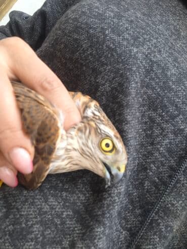 İtlər: - Yırtıcı quş (şahin tipli) – cazibədar sarı gözlü, kəskin dimdikli - — 1