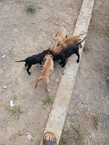 iran quslari: 2 il, Dişi, Peyvəndli, Ödənişli çatdırılma — 10