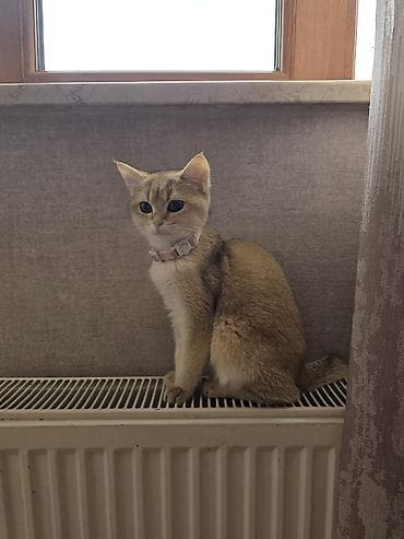 keci seki: Britan — 3