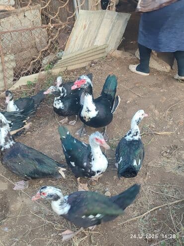 Eşşəklər: Dişi, | Lal ördək, Ətlik — 2