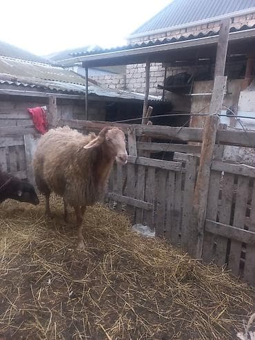 Qoyun – ətlik/yunlu yerli tip - Cins tipi: yerli ətlik‑yunlu — 5