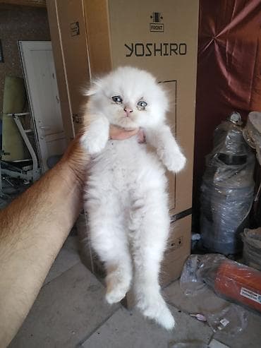 tap. az itler: Yaxşı əllərə — 8