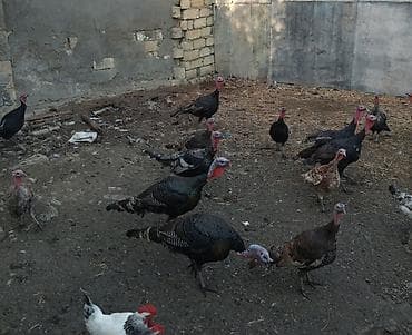 keci satilir: Dişi, Damazlıq — 2