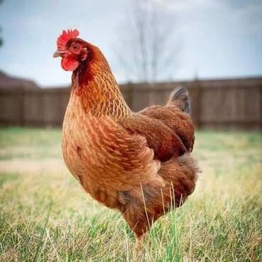 Məhsul: Qırmızı yumurtacı toyuq (yumurta istiqamətli yerli tip) XORUZ