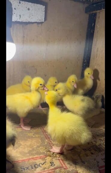 Inəklər, öküzlər: Qaz balalarının sifarişi qəbul olunur. saya göre qiymət dəyişir ünvan — 1