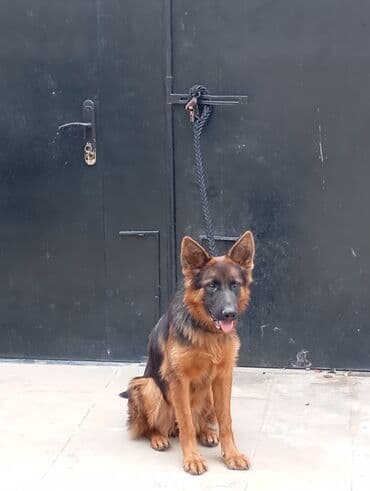 etibarlı ellere verilir it: Alman çoban iti, 1 il, Dişi, Peyvəndli — 5