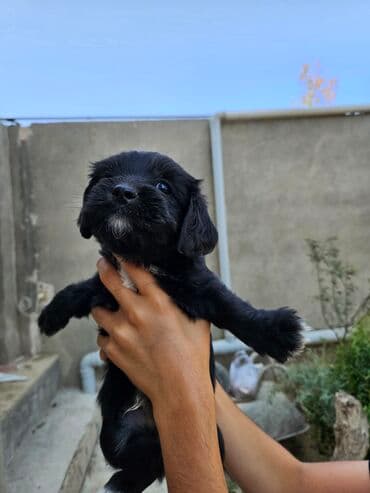 qiz it adlari: 2 ay, Dişi, Ödənişli çatdırılma — 3