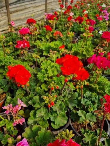 Qırmızı, çəhrayı və ağ rənglərdə müxtəlif növ ətirşah gülləri satılır lalafo.az -da Qırmızı, çəhrayı və ağ rənglərdə müxtəlif növ ətirşah gülləri satılır