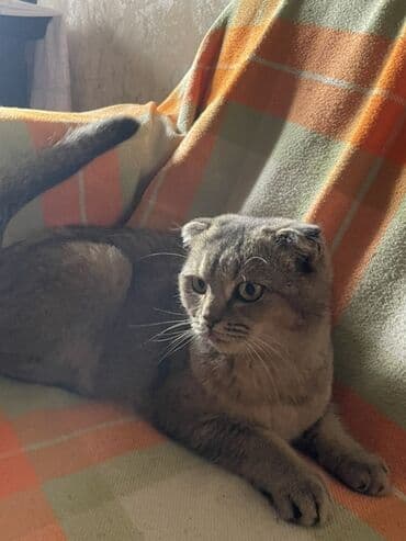 вислоухие коты серые: Шотладская вислоухая, Самка, Платная доставка — 3