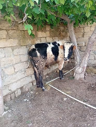ətlik i̇neyler: İki baş dana satılır. - Növ: yerli ətlik-südlük tipli danalar - — 4