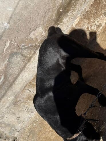 Kane-Korso, 2 il, Dişi, Peyvəndli