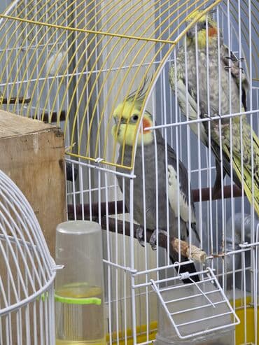 Salam altında 3 balası var tükələşibler 1 hefdeye yem yeyendilerana