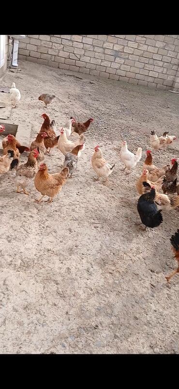 eşək şəkili: Toyuq, Ətlik, Ünvandan götürmə — 3