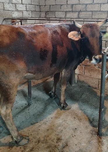 Ətlik di Super kokdu Real alcısansa Zeng ele Boş boşuna yazma yada