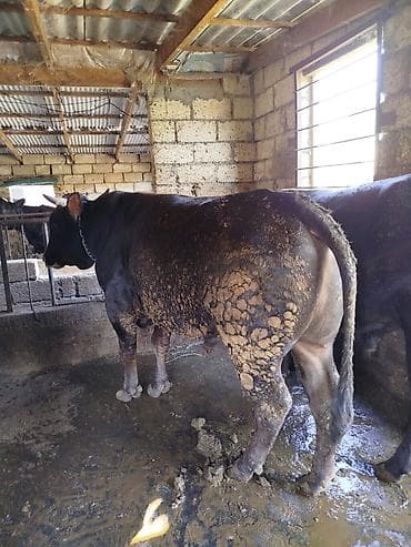 тап аз птицы: Uzun zamandır Arpa yemi və kəpəklə qulluq olunur, çəki verən mallardır — 3