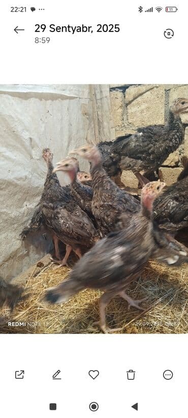 cins inekler azerbaycanda: Hinduşka balaları. 38 eded. 2 ay yarimliq. tam saglam. amerikan bronz — 3