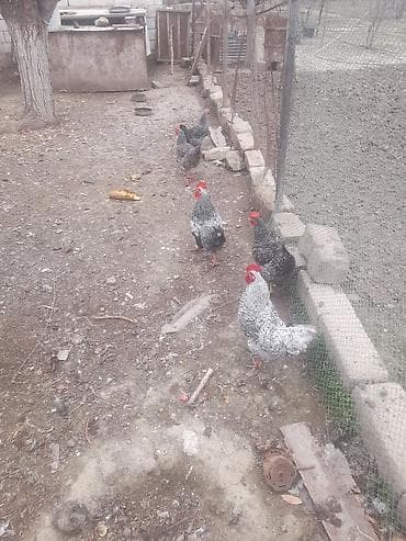 itler pikines type 1: Toyuq, Damazlıq, Pulsuz çatdırılma — 3