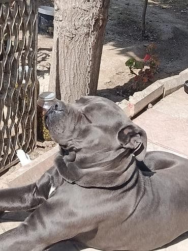 alman iti: Kane-Korso, 11 ay, Erkek — 5