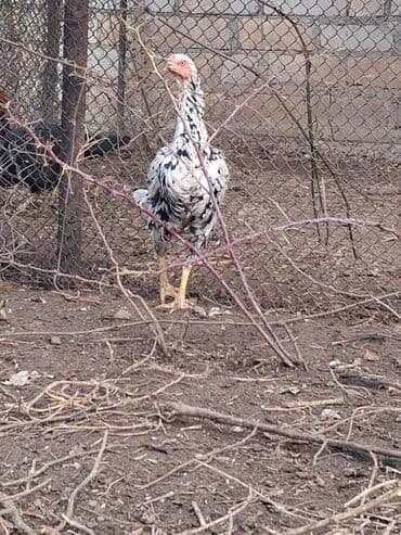 Gəmiricilər: Xoruz, il: 1, Ödənişli çatdırılma — 6